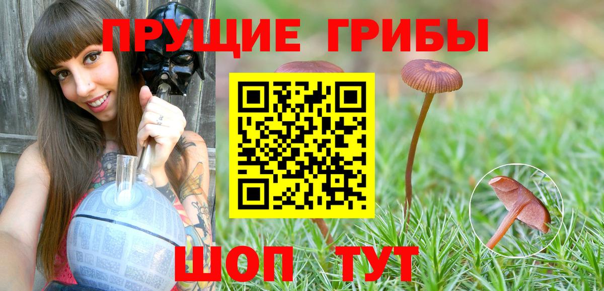 Галлюциногенные грибы Psilocybine cubensis Коммунар